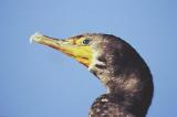 Double-crested Cormorant -