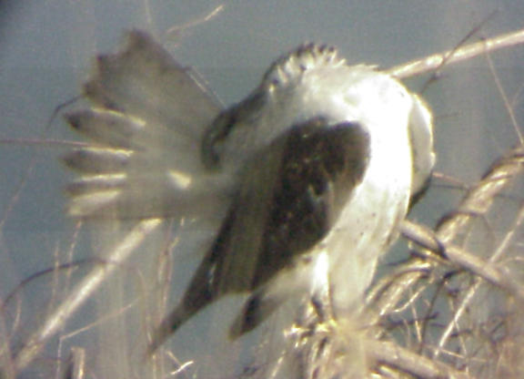 Ferruginous Hawk - MS - 1-1-05  -3.jpg