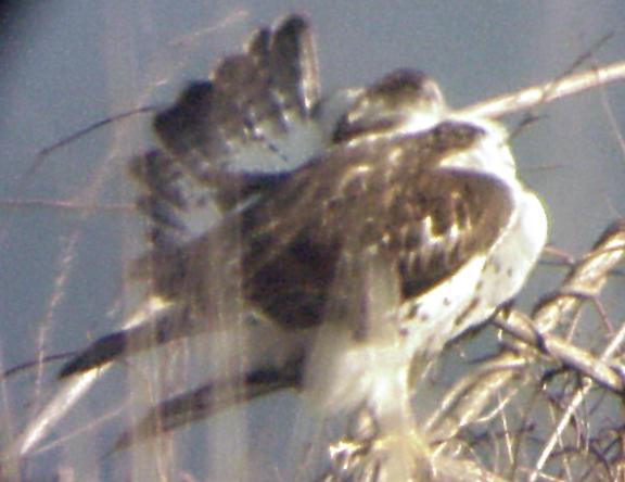 Ferruginous Hawk - MS - 1-1-05 - 4.jpg