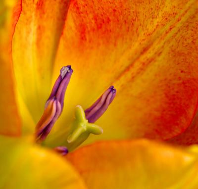 u12/oly_foto_review/medium/41541647.P4027060o_tulip_crop_ususm_4wm.jpg