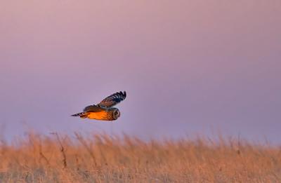 Short-eared Owl