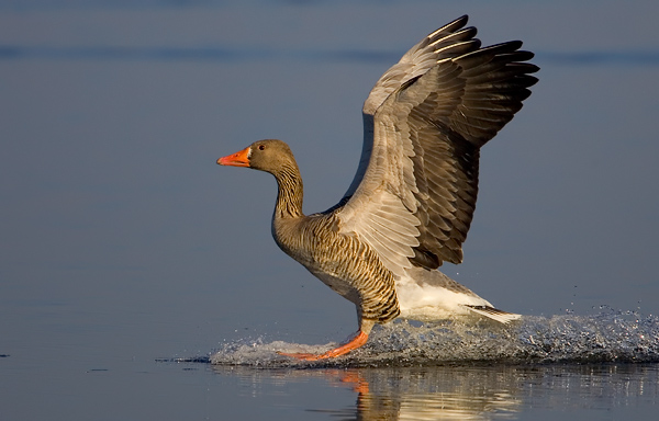 Greylag Goose