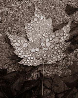 leaf & rain