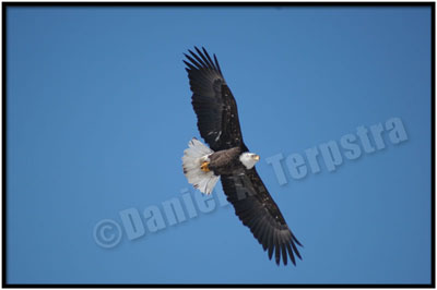 bald eagle 38