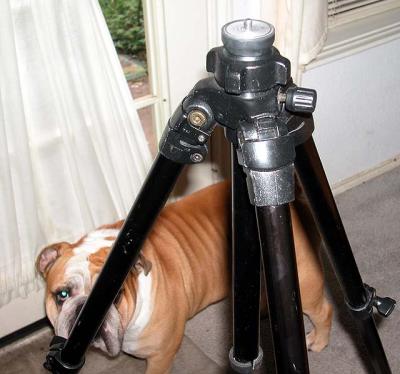 tripod no head.jpg