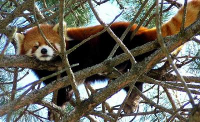 Up on a tree  (  Red  Panda  )