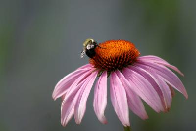 IMG_2243.jpg