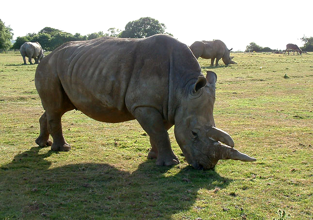 white Rhino