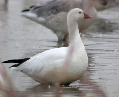 Ross's x Lesser Snow Goose