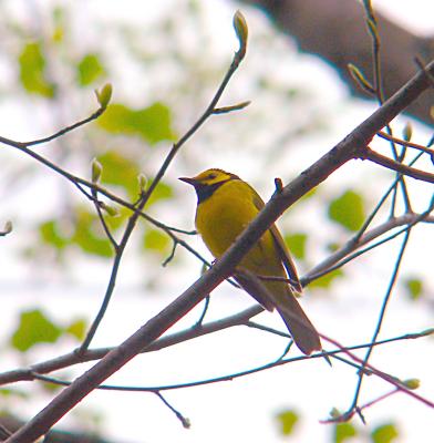 Hooded Warbler, Prince William Forest Park