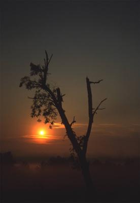 Lisle-Foggy-Sunrise.jpg