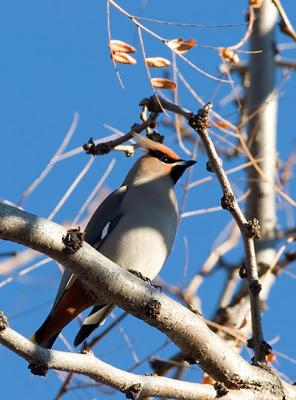 Bohemian Waxwings in Fort Collins, CO