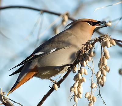 Bohemian Waxwings in Fort Collins, CO