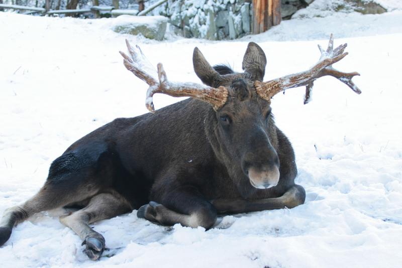 Moose