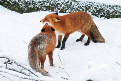 Foxes in Skansen