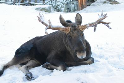 Moose