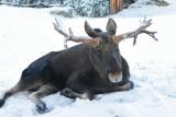 Moose