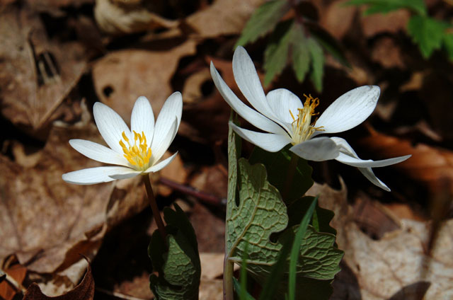 DSCF1589.jpg