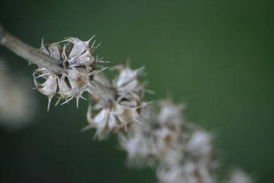 macro 00065_RJ_filtered_1.jpg
