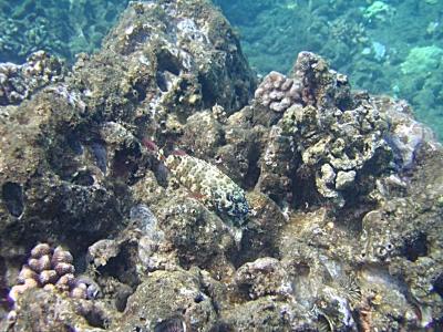 snorkling_honolua_bay