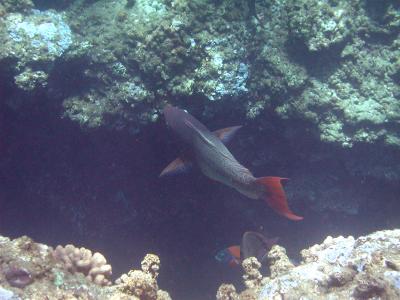 snorkling_honolua_bay