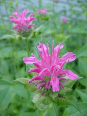 monarda pink.jpg