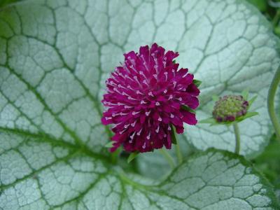 knautia flower  brunnera leaf 2.jpg