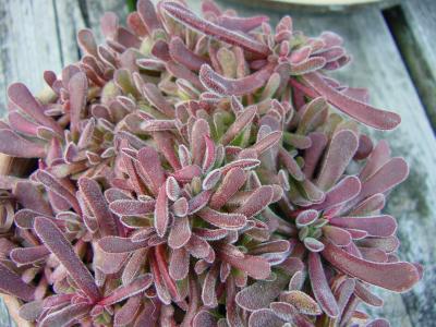 sedum9.jpg