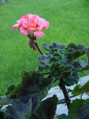 geranium pink.jpg