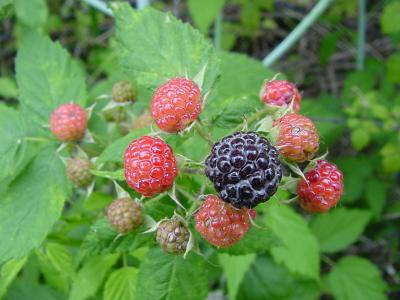 black raspberries.jpg