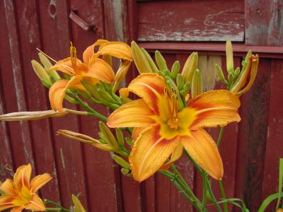 daylily barn.jpg