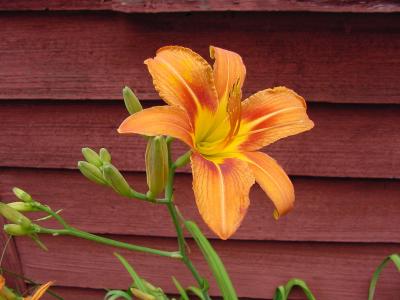 daylily barn2.jpg