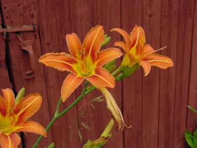 daylily barn5.jpg