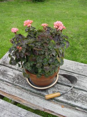 geranium pot.jpg