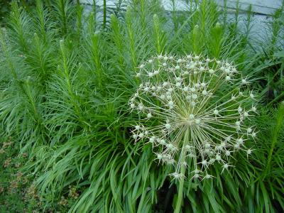 allium seed pods2.jpg