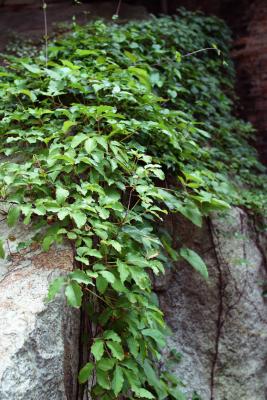 Leaves