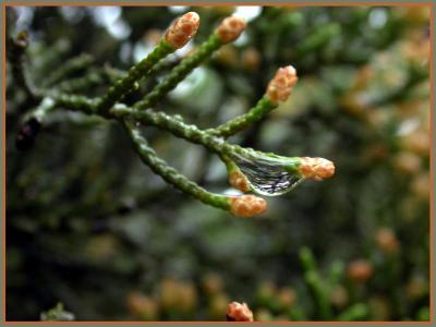 Juniperus Ashei