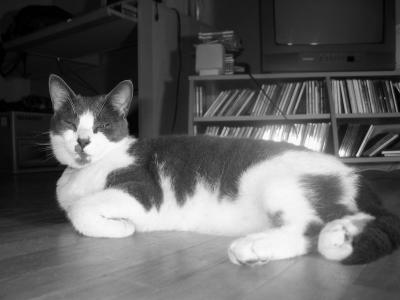 Zigzag - mon chat - my cat