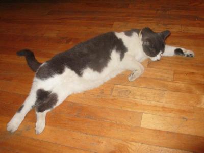 Zigzag - mon chat - my cat