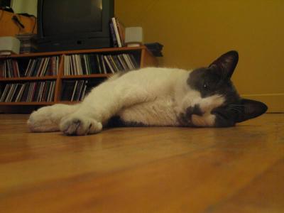 Zigzag - mon chat - my cat