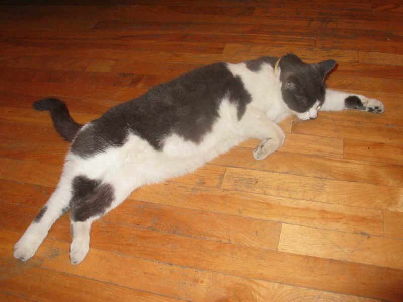 Zigzag - mon chat - my cat
