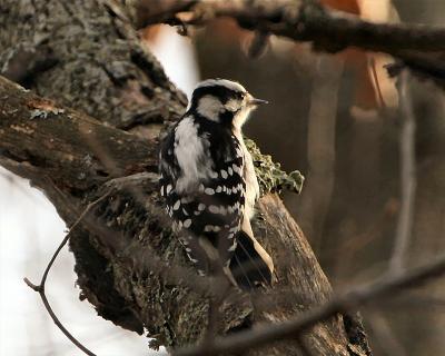 Woodpecker