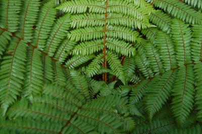 different shades of fern