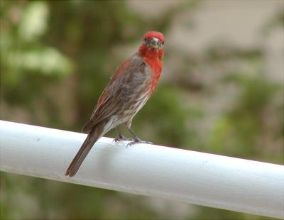 Red Bird (house finch)