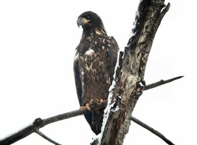 Bald Eagle Immature 1204-6j  Yakima River