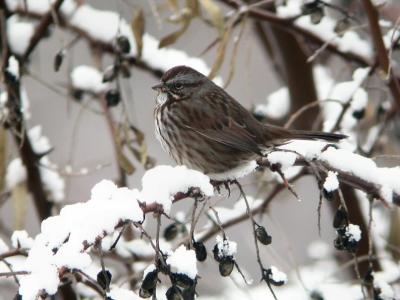 Song Sparrow 1204-1j  Popoff Trail