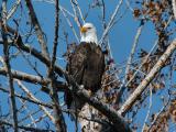 Bald Eagle 0105-4j  Naches River
