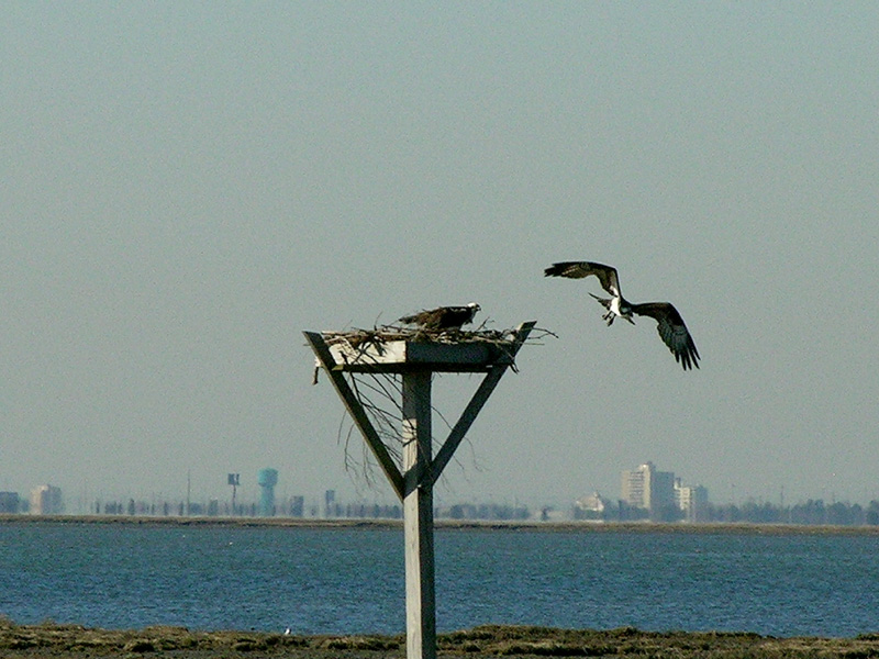 Pair of Nesting Osprey (Pandion haliaetus)