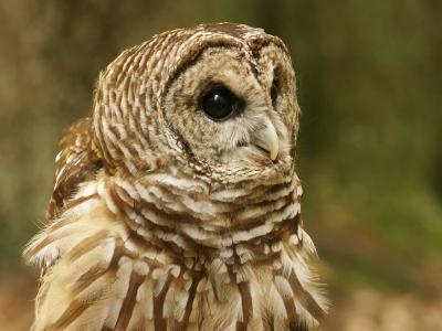 Barred Owl