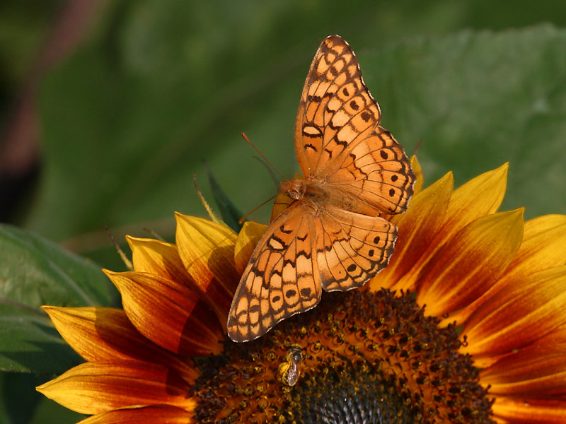 Early morning fritillary